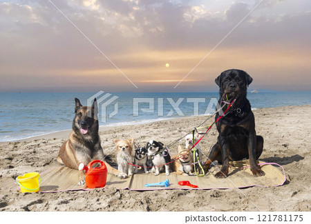 chihuahuas, malinois , rottweiller and beach 121781175