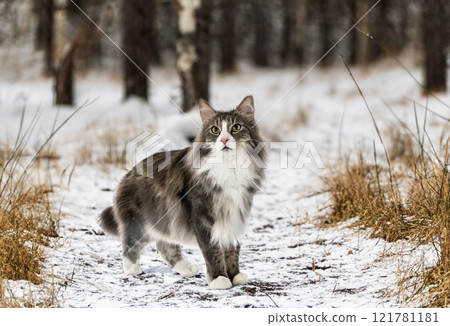 Norwegian Forest cat 121781181