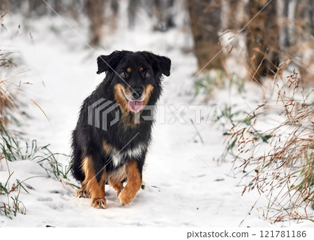 Hovawart in winter Hovawart in winter 121781186