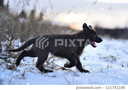 puppy black german shepherd in nature 121781190