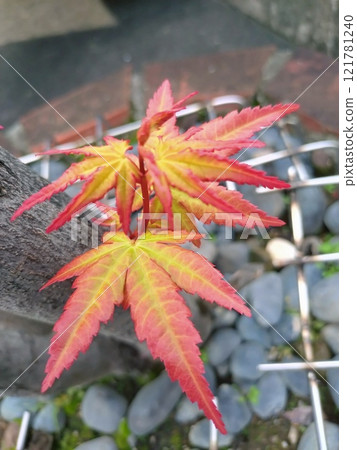 Maple leaves growing at the base of a tree trunk 121781240