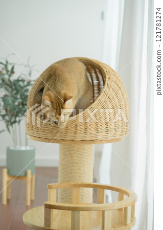 happy with cat concept with british cat play on cat house with modern home decoration background happy with cat concept with british cat play on cat house with modern home decoration background 121781274