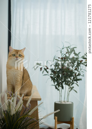 happy with cat concept with british cat play on wood table  with modern home decoration background 121781275