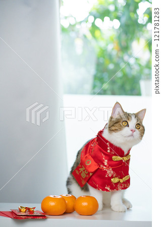 chinese new year concept with cat wearing red chinese traditional cloth sit with red envelope orange and gold on table chinese new year concept with cat wearing red chinese traditional cloth sit with red envelope orange and gold on table 121781283