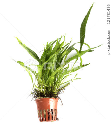 plant for aquarium 121781456