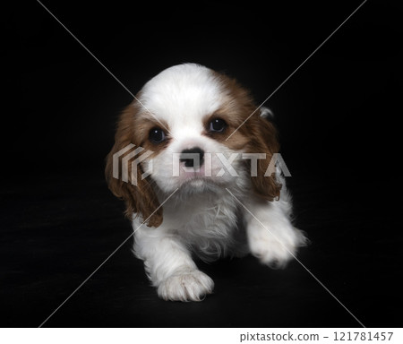 young cavalier king charles young cavalier king charles 121781457