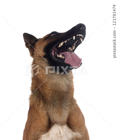 malinois in studio malinois in studio 121781474
