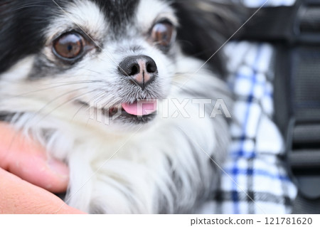 一隻可愛的微笑狗的特寫鏡頭 — 長外套吉娃娃 121781620