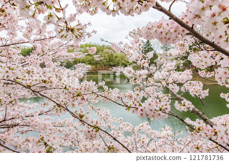 櫻花盛開，三池公園（神奈川縣橫濱市），日本百選賞櫻勝地 121781736