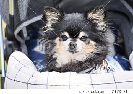 長外套吉娃娃高級狗狗遛狗車 121781813