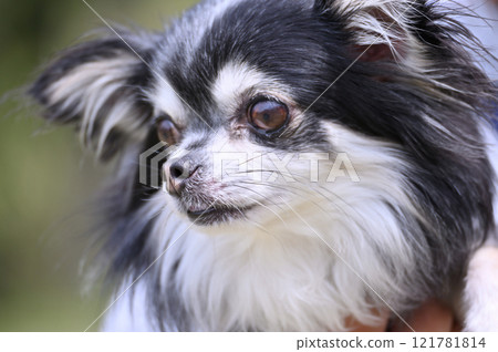 一隻小狗仰視的特寫鏡頭 — 長外套吉娃娃 121781814