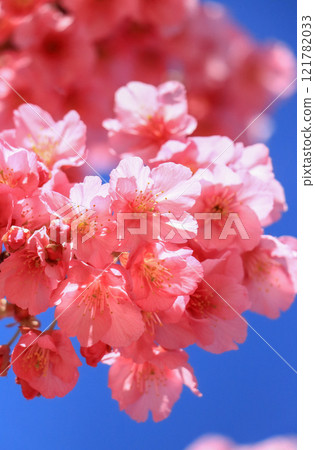 Dohi Sakura Dohi Sakura 121782033