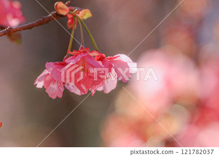 Dohi Sakura Dohi Sakura 121782037