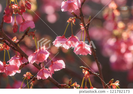 Dohi Sakura 121782173