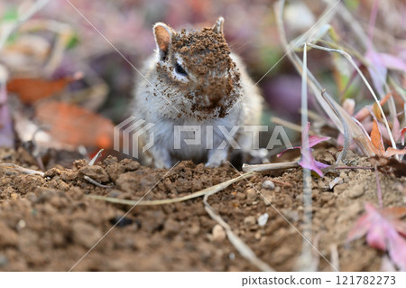 A cute chipmunk with its face covered in dirt digging a nest in the dirt 121782273