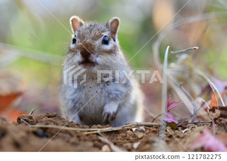 A cute chipmunk with its face covered in dirt digging a nest in the dirt A cute chipmunk with its face covered in dirt digging a nest in the dirt 121782275