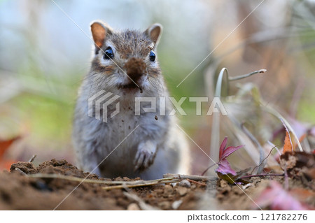 A cute chipmunk with its face covered in dirt digging a nest in the dirt A cute chipmunk with its face covered in dirt digging a nest in the dirt 121782276