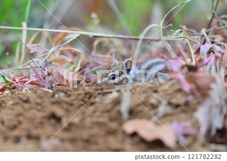 A cute chipmunk with its face covered in dirt digging a nest in the dirt A cute chipmunk with its face covered in dirt digging a nest in the dirt 121782282