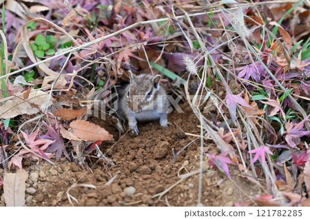 A cute chipmunk with its face covered in dirt digging a nest in the dirt A cute chipmunk with its face covered in dirt digging a nest in the dirt 121782285