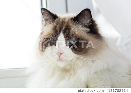 Portrait of a beautiful Ragdoll cat in a home environment 121782314