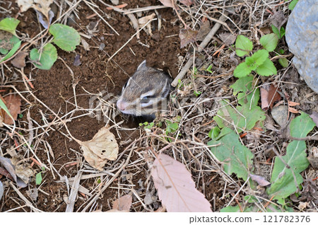 Cute chipmunk peeking out from its burrow Cute chipmunk peeking out from its burrow 121782376