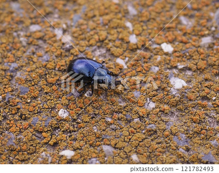 Artemisia leaf beetle on the ground 121782493