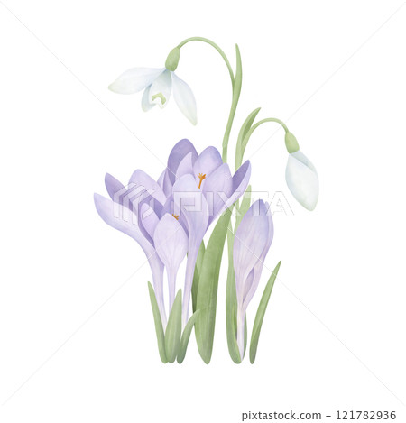 Group of purple crocuses and snowdrops with leaves. Watercolor hand-drawn painting on a white background. Spring flower clipart for invitations, greetings, postcard design Group of purple crocuses and snowdrops with leaves. Watercolor hand-drawn painting on a white background. Spring flower clipart for invitations, greetings, postcard design 121782936