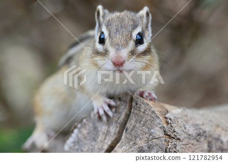 Cute chipmunk 121782954