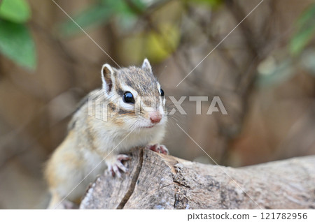 Cute chipmunk Cute chipmunk 121782956