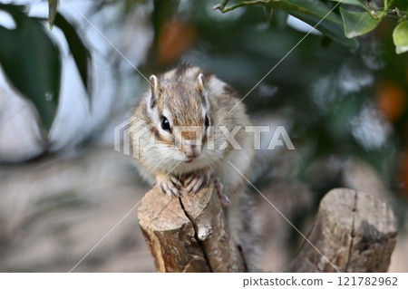 Cute chipmunk Cute chipmunk 121782962