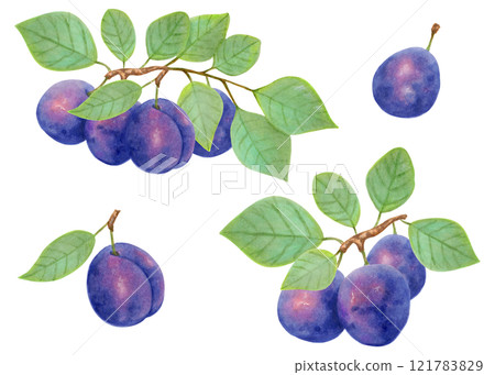 Plum fruit. Branch with whole fruits and leaves. Watercolor and marker illustration. Hand drawn isolated art. Botanical plant drawing for food or cosmetic packaging design. Harvesting, production. 121783829