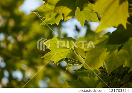 Spring Green Leaves 121783834