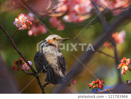 Bulbul Bulbul 121783966