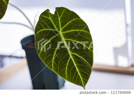 Houseplant Alocasia Black Velvet 121784000
