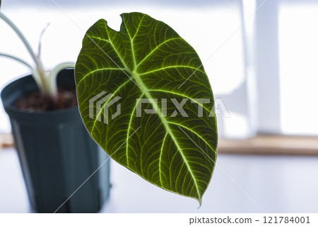 Houseplant Alocasia Black Velvet Houseplant Alocasia Black Velvet 121784001