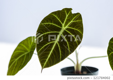 Houseplant Alocasia Black Velvet Houseplant Alocasia Black Velvet 121784002