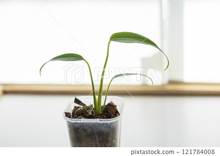 Houseplant Monstera Bahlmarx Frame 121784008