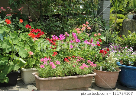 gardening roses, 121784107