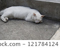 A cat to take a nap 121784124