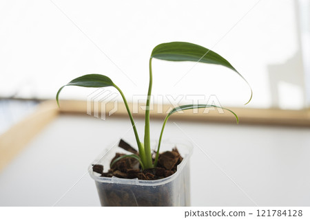 室內植物龜背竹 Baalmarx 框架 室內植物龜背竹 Baalmarx 框架 121784128