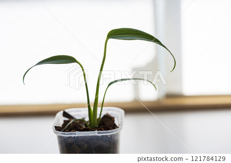 室內植物龜背竹 Baalmarx 框架 室內植物龜背竹 Baalmarx 框架 121784129