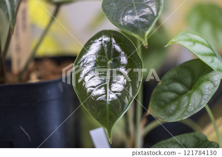 房間裡的室內植物收藏 房間裡的室內植物收藏 121784130