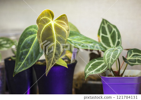 房間裡的室內植物收藏 房間裡的室內植物收藏 121784131