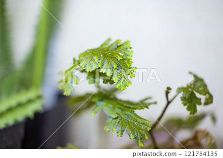 Fern Selaginella wildenowii 121784135
