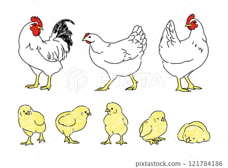 一組各種姿勢的雞隻和小雞 一組各種姿勢的雞隻和小雞 121784186