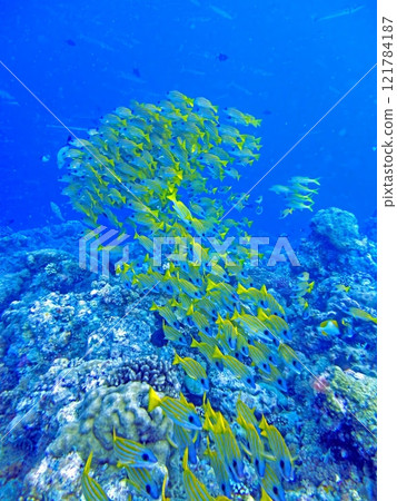 School of Bluestripe Snapper (Lutjanus kasmira) swimming near a coral reef School of Bluestripe Snapper (Lutjanus kasmira) swimming near a coral reef 121784187