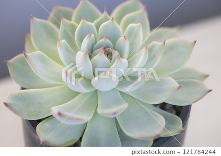 Succulent plants Everberry Chihuahuasiensis 121784244