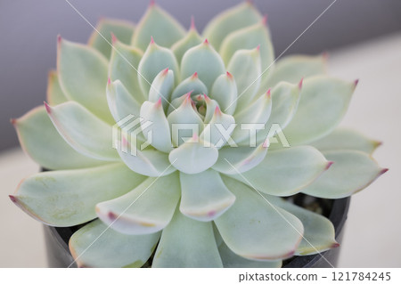 Succulent plants Everberry Chihuahuasiensis 121784245