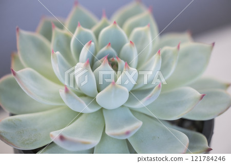 多汁植物Everberry Chihuahuasiensis 多汁植物Everberry Chihuahuasiensis 121784246