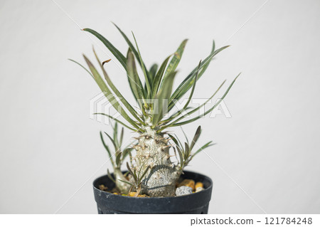 Tuberous plant Pachypodium gracilis Tuberous plant Pachypodium gracilis 121784248